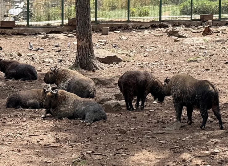 Takin Zoo